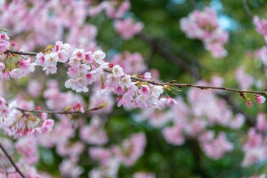 Sakura (Cherry Blossom) Tokyo Ueno Park etrafında baharda çiçeklenme, Japa