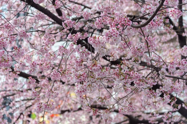 Sakura Fleur Cerisier Fleurissant Printemps Autour Parc Ueno Tokyo Japa — Photo