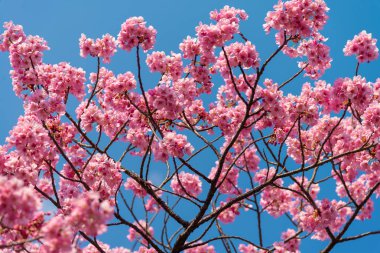 Sakura (Cherry Blossom) Tokyo Ueno Park etrafında baharda mavi gökyüzü ile çiçeklenme, Japa