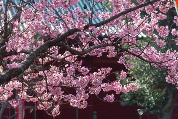 Sakura Cherry Blossom Blommar Våren Runt Ueno Park Tokyo Japa — Stockfoto