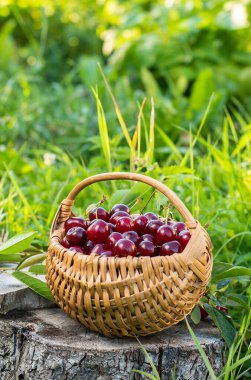 Bahçede olgun kırmızı kirazlarla dolu bir sepet