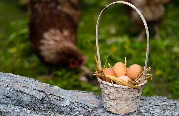 Taze yumurtalar sepete bırakıldı. Arka planda odak dışı tavuklar.