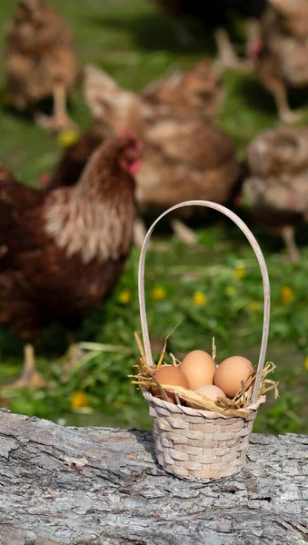 Taze yumurtalar sepete bırakıldı. Arka planda odak dışı tavuklar.