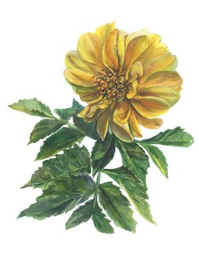 Marigold. Tasarımınız için elle çizilmiş suluboya çizimi. Kartlar için resim, düğün davetiyesi, güzellik mağazası, dekorasyon unsuru, doğal ve organik ürünler, tarihi veya romantizmi kaydet.
