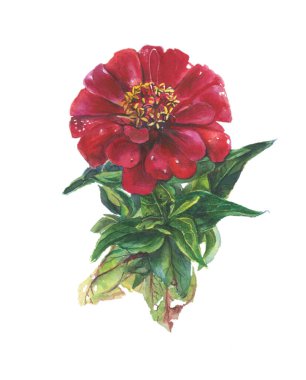 Marigold. Tasarımınız için elle çizilmiş suluboya çizimi. Kartlar için resim, düğün davetiyesi, güzellik mağazası, dekorasyon unsuru, doğal ve organik ürünler, tarihi veya romantizmi kaydet.