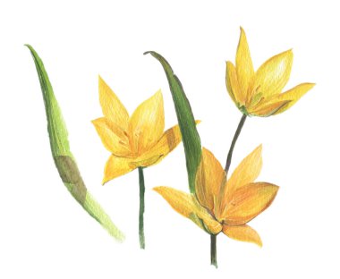 Sarı çiçekler. Orman laleleri. Suluboya çiçekleri. Kartlar, davetiyeler, düğün davetiyeleri ve diğer basılı malzemeler için suluboya kompozisyonu.