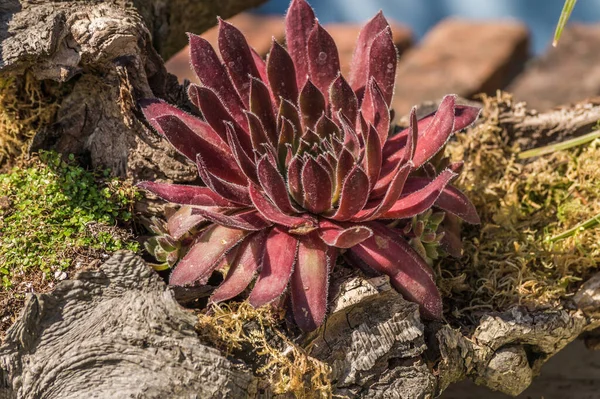 Renkli kırmızı sempervivum houseleek sulu bitkiler bir taş bahçesinde. Kapat..