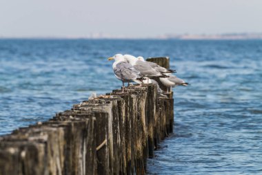 Martılar suyun yakınındaki eski ahşap rıhtımlarda sırada bekliyorlar..