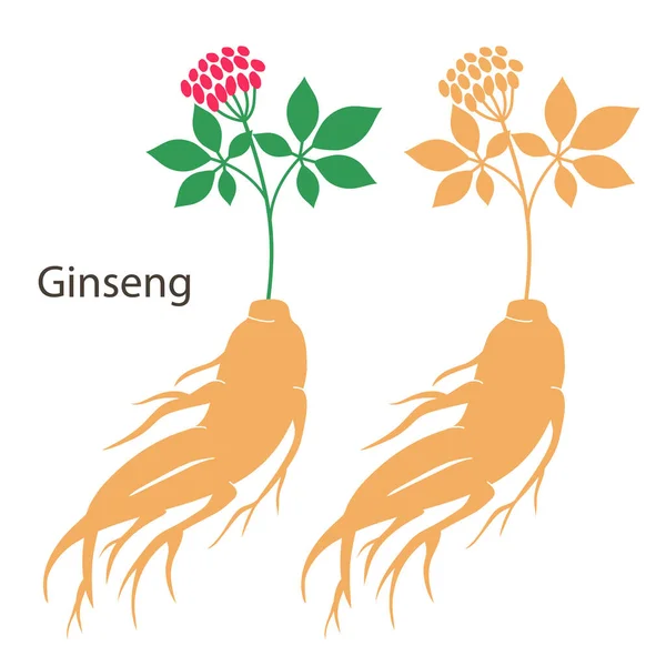 Ginseng wortel set met bladeren en bloemen geïsoleerd op witte achtergrond. Vecto — Stockvector