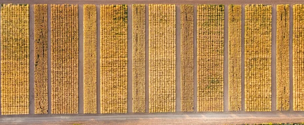 Aerial View Farming Field — Stock Photo, Image