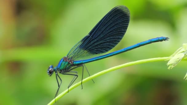 Hermoso fantasma azul dragón volar flyes hasta — Vídeos de Stock