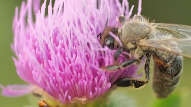 Biene sammelt Süßigkeiten in Blüte — Stockvideo