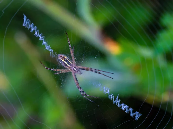 Big spyder sewing web outdoors