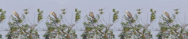 Gray heron sit on acacia tree — Stock Photo, Image