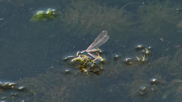 Libelle legt eieren in het water — Stockvideo