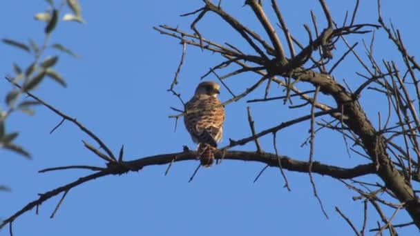 Sokol samice sedí na větvi stromu — Stock video