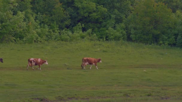 Koeien marcheren op groen gras — Stockvideo