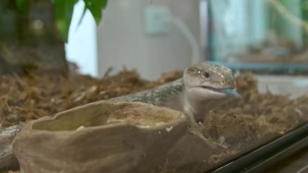 De lengua azul skink mirada de cerca — Vídeo de stock