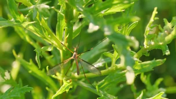 Big mosquito stucked in grass — Stock Video