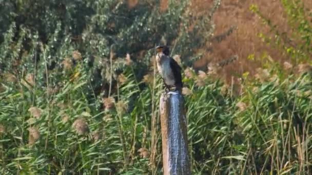 Phalacrocorax senta-se no poste de concreto em pântano — Vídeo de Stock