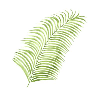 Yeşil palmiye yaprağının suluboya çizimi. Tropik botanik resim. Tropikal ağaçların yeşil çizimi.
