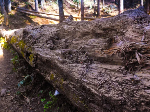 Ağaç gövdesi büyüyen gövde ve yapraklarla orman toprağına düştü. 