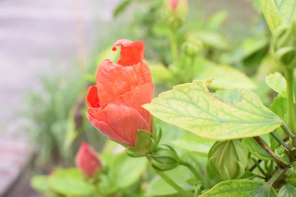 Hibiscus Çiçeği yeşil yapraklarla çevrili yaşamın erken evrelerinde büyüyor. Harika bir ışığı ve çiçeğe odaklanmış güzel bir parlaklığı var. Bu Hibiscus çiçeği şimdi tomurcuklanıyor ondan sonra yeşil yaprakların etrafını saran bir çiçek olacak.