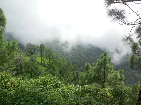  Orman ağaçlarının etrafındaki kirli sis bulutları Doğa Duvar Kağıdı