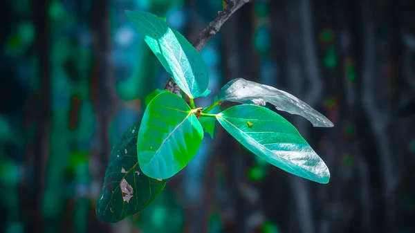 Macro shot of vibrant green leaves growing on a tree branch with blurred natural background. Ideal for nature, environment, ecology, growth, and botanical concepts.