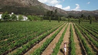 Genç bir kadın, Güney Afrika 'nın Batı Cape eyaletinde yer alan bir şehir olan Franschhoek' te şarap yapmak için üzüm tarlasına doğru yürüyor.