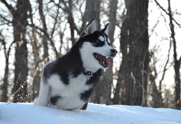 Σιβηρίας Husky Κουτάβι Παίζει Στο Δάσος Του Χειμώνα — Φωτογραφία Αρχείου