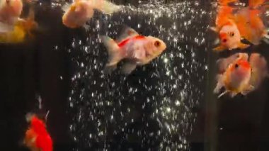 Akvaryum havuzunda temiz su kabarcığı dalgalı renkli akvaryum balıkları (1))