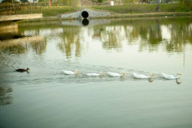 Ördek sürüsü gölün kenarında yüzüyor.