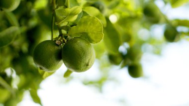 Yağmurda bir dalda sallanan limonlar. Yaz zamanı. arkaplanı bulanık limon