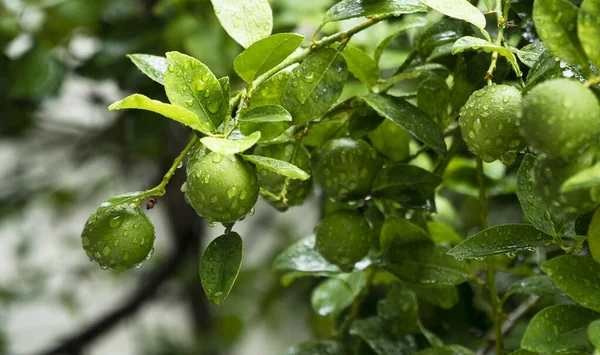Lemons hanging on a branch in the rain