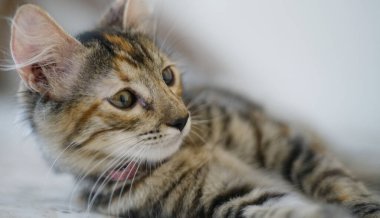 Kameraya poz veren küçük gri kedi. Küçük kedi grisi oynuyor.     