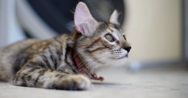 Kameraya poz veren küçük gri kedi. Küçük kedi grisi oynuyor.     