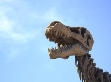 Tyrannosaurus Rex iskeleti. Arkeoloji müzesi. dinozor heykeli