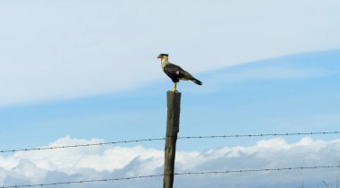 Direkte poz veren kel kartal.