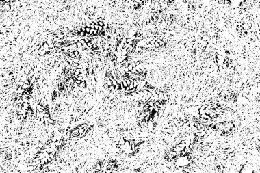Distress texture with pine, spruce, needles, leaflets and dry grass on the ground in forest. Black and white grunge background. vector