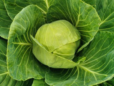 Bahçede büyüyen yeşil lahana