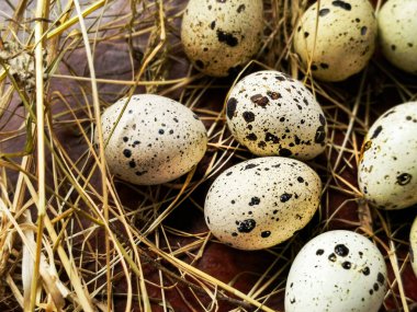 Köydeki samanların üzerinde bıldırcın yumurtaları var.