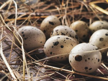 Köydeki samanların üzerinde bıldırcın yumurtaları var.