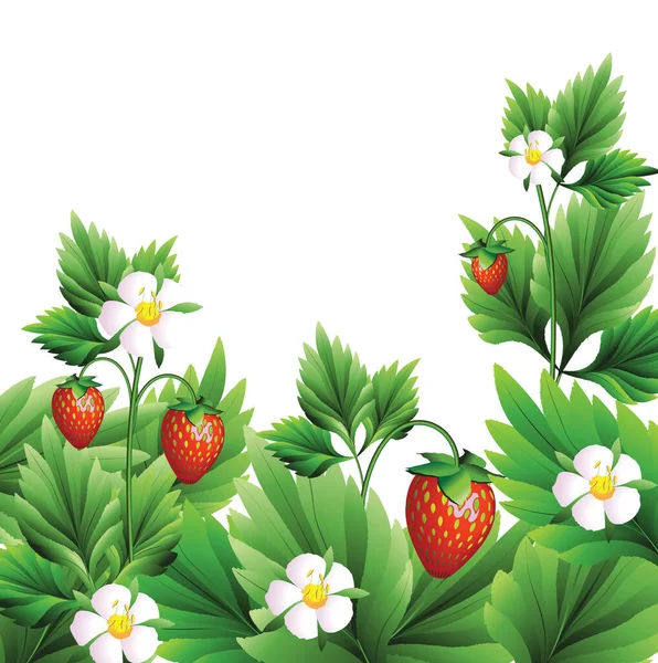 Erdei Eper Vörös Bogyókkal Fehér Virággal Zöld Levelekkel Vektor Illusztráció — Stock Vector
