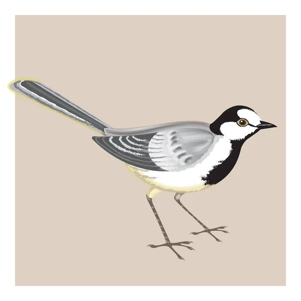 Pájaro Blanco Wagtail Sobre Fondo Neutro Acuarela Vector Imitación Materiales — Archivo Imágenes Vectoriales