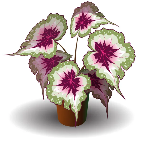 Figura Planta Interior Begonia Con Hojas Decorativas — Vector de stock