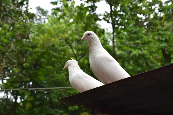 Bella Splendida Cercando Coppia Due Bianco Piegon — Foto Stock