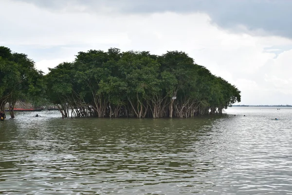 Mangroves on the river water,Mangrove trees in Asia