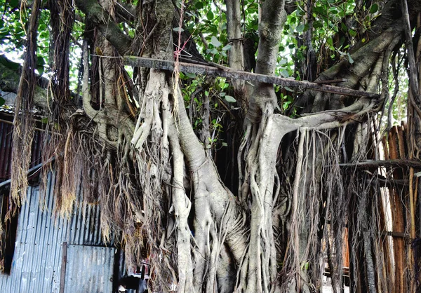 Hermoso Árbol Banyan Asia Bangladesh —  Fotos de Stock