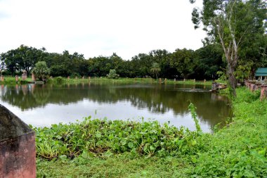 Yeşil arkaplanlı güzel bir göl manzarası.